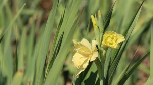 Gladiolus - Piano music to Study