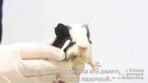 Морские свинки - чистка глаз. Коньюктивит у морских свинок