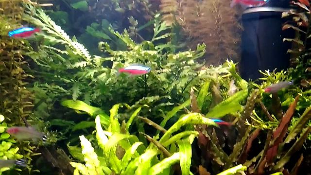 Аквариум 120л. смотреть онлайн