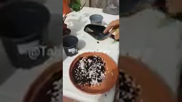 Repotting Croton and Sting of Ray | Repotting Plants | Tabs Greenskeeper. смотреть онлайн