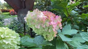 Limelight Prime Hydrangea