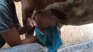 Как доить корову руками?