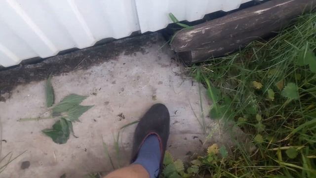 Гусеницы крапивы. Крапивница. смотреть онлайн