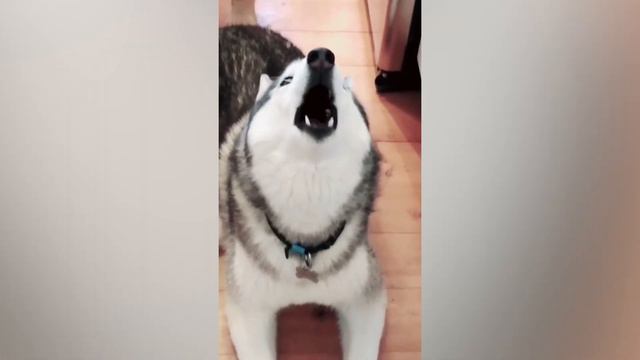 Funniest Cats 😹- Best Of The 2022 Funny Cat and Dog Videos 😂- Family Cats смотреть онлайн