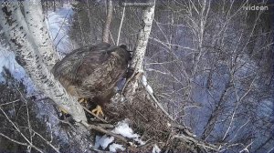 Орлан белохвост на Волге 1