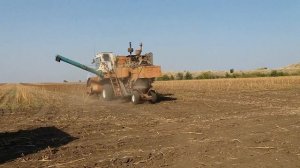 Уборка подсолнуха комбайном Нива СК 5