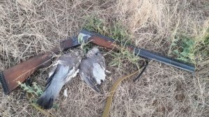 Обзор промыслового штучного ружья ТОЗ-34 28 кал после реставрации дерева. Добытые из ружья Вяхири!!