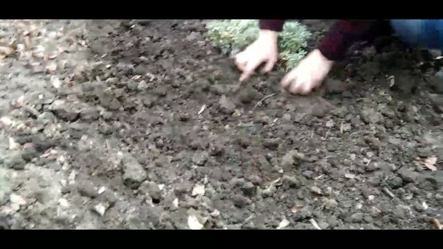 Весенняя посадка хосты, метельчатой гортензии и барбариса Тунберга! смотреть онлайн