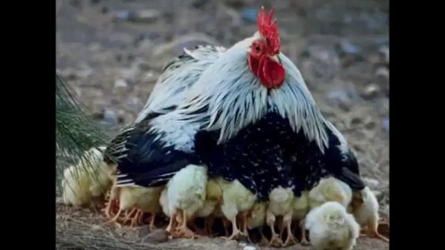 Деревенька моя!