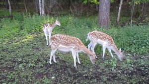 "Дом лани" в Зеленограде