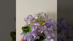 Фиалка ЛЕ-Зоряне Сяйво