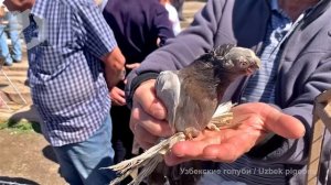 Ярмарка голубей г. Ташкент (15.05.2022) / Uzbek Pigeons / Usbekische tauben