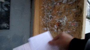 Расклейка объявлений. Как ДВОРНИЧИХА обрывает объявки. Часть 2.