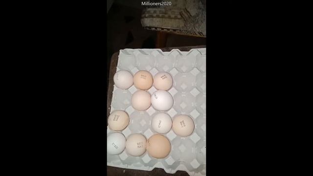 Овоскопирование и закладка яиц