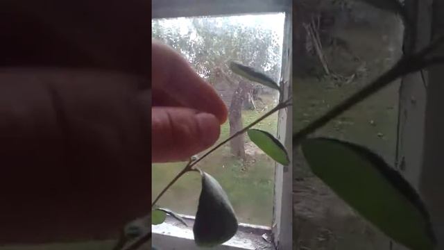 фейхоа начало формировки кроны смотреть онлайн