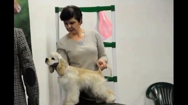 первая выставка американский кокер спаниель Филя (5 мес) класс бэби Очень перспективен!!!