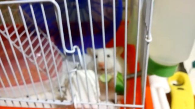 Как хомячок ест огурец? Ням-ням 🐹 Funny hamster) | Хомячуля: Secret Life Hamster - Pets