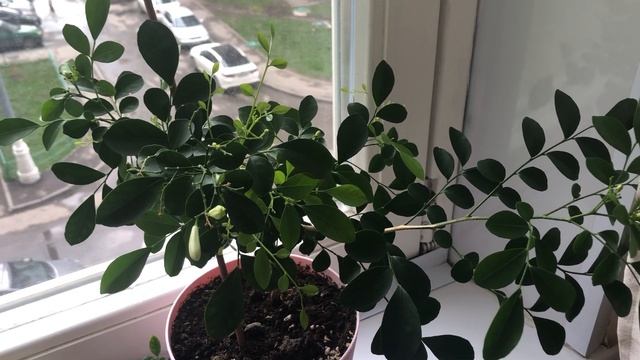 Муррайя метельчатая.
