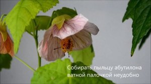 Три способа опыления цветков комнатных растений вручную