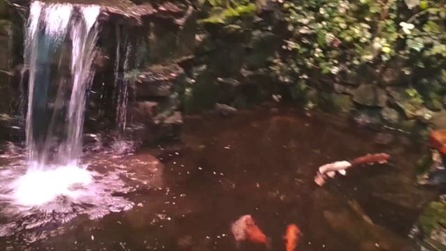 Goldfish???, золотые рыбки,АКВАРИУМ,???КАРПЫ, смотреть онлайн