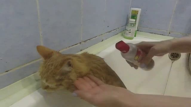 Как помыть кота за 5 минут! // Советы, лайфхаки смотреть онлайн