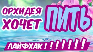 ОРХИДЕЯ БУДЕТ ЦВЕСТИ КРУГЛЫЙ ГОД! Как часто поливать орхидею - лайфхак ПЫШНОГО ЦВЕТЕНИЯ!