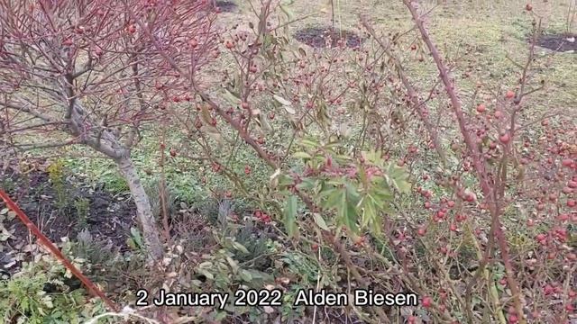 Троянда Alden Biesen з шипшинками. смотреть онлайн