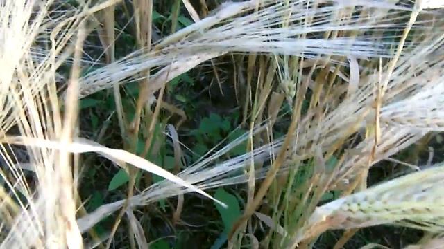 Канадский ячмень + озимая пшеница смотреть онлайн