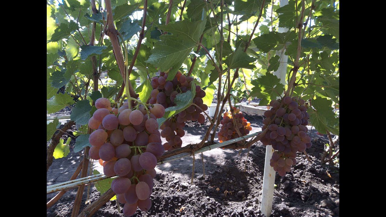 Виноград на Южном Урале. Приусадебный участок Юрия Матвеева на 07.05.2021 года.