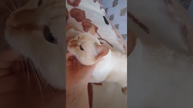 Прошу вас добить мне 50 подписчиков рассказываю Как зовут кота и попугая смотреть онлайн