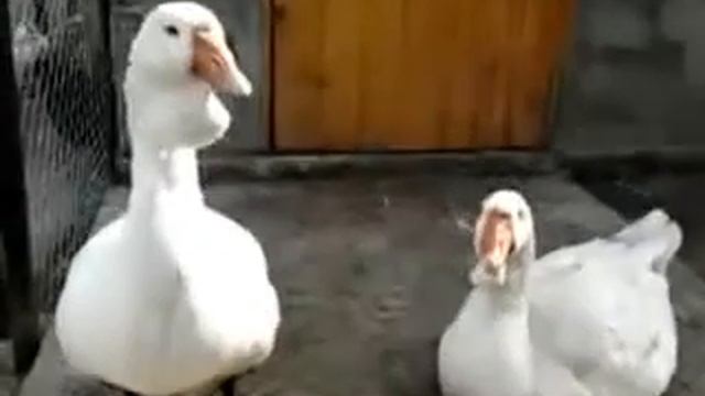 Гуси Холмогоры холмогорские гуси