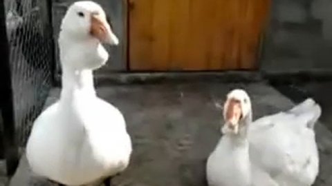 Гуси Холмогоры холмогорские гуси