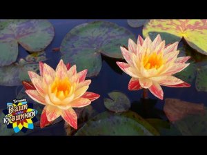 Нимфея Paranee (Парани) кувшинка, waterlily, водные растения, пруд