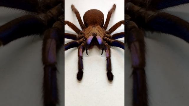 Chilobrachys sp  Electric Blue #Shorts