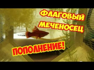 Флаговый меченосец и потомство. Роды продолжались двое суток.
