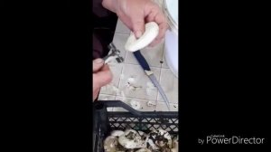 Как быстро очистить грузди