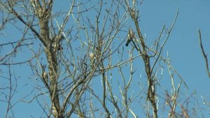 Зимующий вяхирь