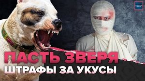 Нападение собак | Почему хозяев собак трудно привлечь к ответственности | Специальный репортаж