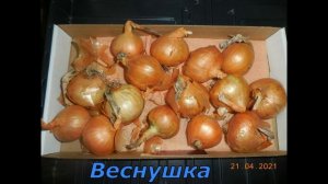 Сортотипы лука шалота. Жёлтые плоскоокруглые сорта