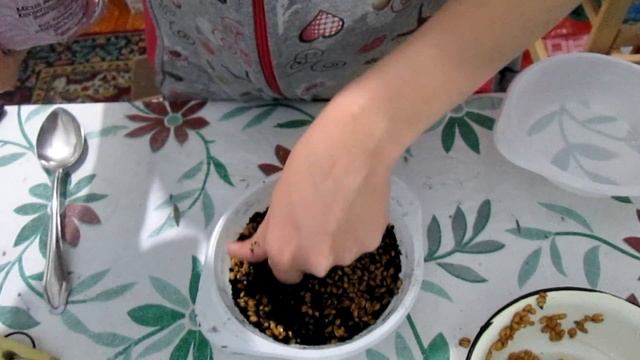 КАК ВЫРАСТИТЬ ТРАВУ ДЛЯ КОШКИ из пшеницы. Пошаговое руководство. Как вырастить пшеницу