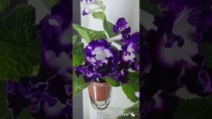 последняя неделя мая и наша студия "Кухня Фиалки"