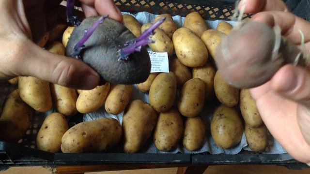 Выращивание картофеля (как выбрать идеальный посадочный материал)