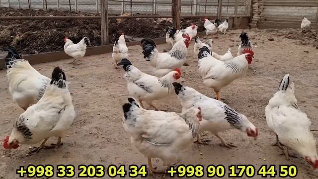 Декоратив Адлер Кумуш зоти | Адлерские серебристые куры
