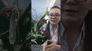 Композиции из комнатных цветов. Прямой эфир