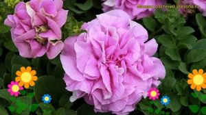 Петуния гибридная крупноцветковая Сюрфиния Дабл Лилак. Краткий обзор petunia Surfinia Double Lilac