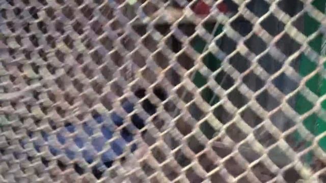 Ворон-свистун смотреть онлайн