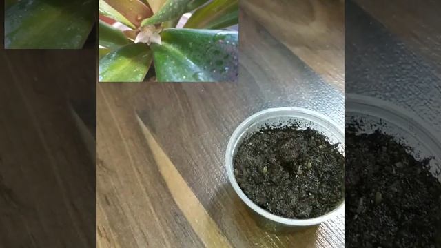 #shorts Срочный выпуск цветочных новостей?Сюрприз от семян Рео?Еще один способ размножения Рео смотреть онлайн