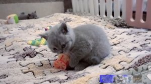 Голубые британские котята под наблюдением мамы кошки