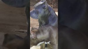 Американский булли хл канал подписывайтесь