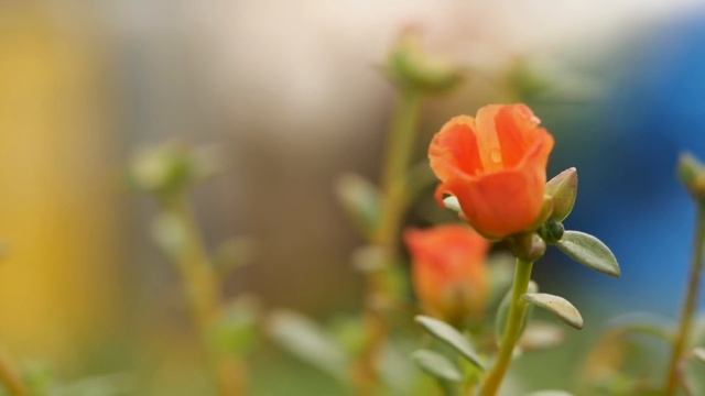 Старушка на последние деньги выкупила ЭТО у узбека на рынке. Выращенная пожрала старуху! смотреть онлайн